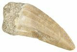 Fossil Mosasaur (Mosasaurus) Tooth - Morocco #286278-1